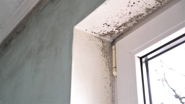 Best Environmental Consulting for Mold Prevention  in Teague, TX