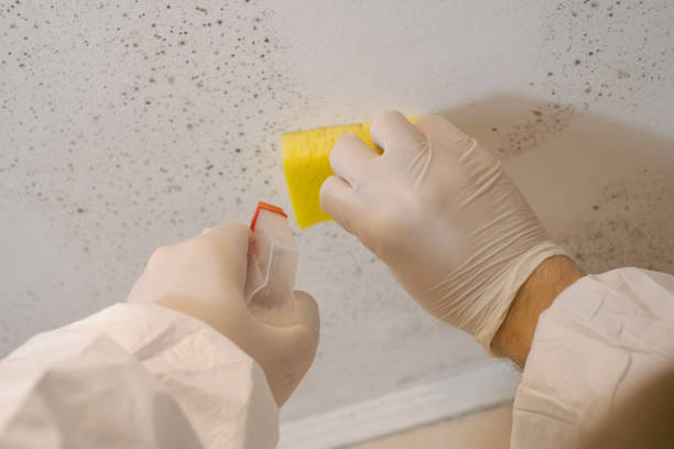 Trusted Teague, TX Mold Removal Experts