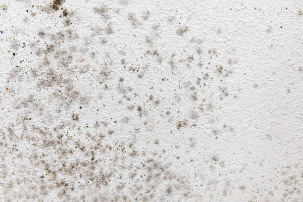 Biohazard Mold Removal in Teague, TX