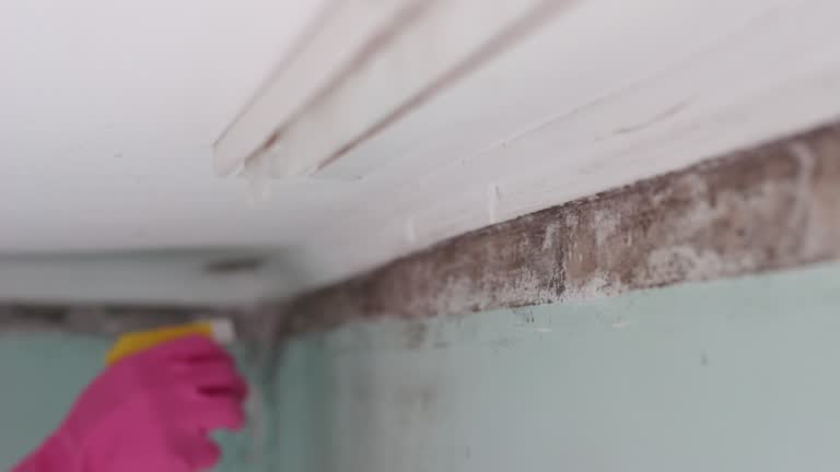 Best Black Mold Removal  in Teague, TX